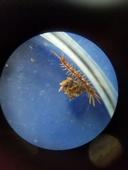 Lithobius
