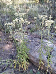 Pseudognaphalium canescens