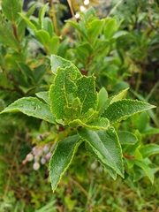 Vaccinium cylindraceum