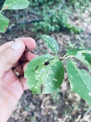 Eriophyes cerasicrumena