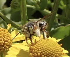 Megachile albitarsis
