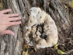 Fungi