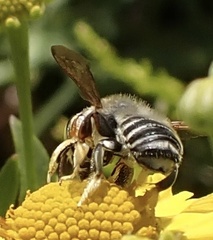 Megachile albitarsis