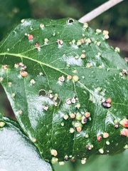 Eriophyes cerasicrumena