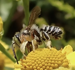 Megachile albitarsis