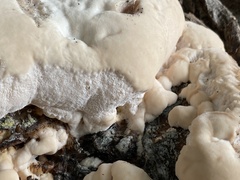 Fungi