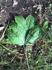 Kalopanax septemlobus