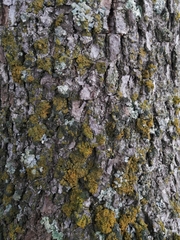 Cryptocarya alba