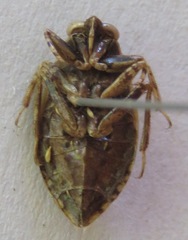 Belostoma
