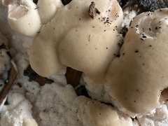Fungi