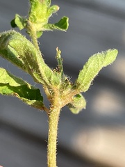 Croton glandulosus septentrionalis