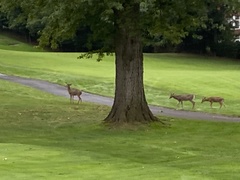 Odocoileus virginianus