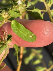 Croton glandulosus septentrionalis