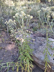 Pseudognaphalium canescens