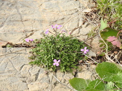 Malcolmia graeca