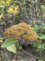 Spiraea betulifolia