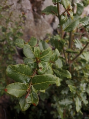 Cryptocarya alba