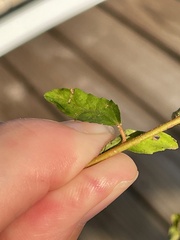 Croton glandulosus septentrionalis