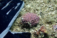 Lithothamnion