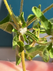 Croton glandulosus septentrionalis
