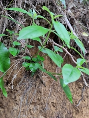Geniostoma ligustrifolium