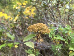 Spiraea betulifolia