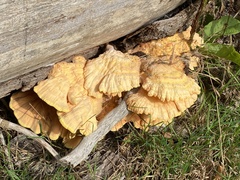 Laetiporus sulphureus