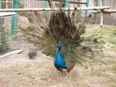 Pavo