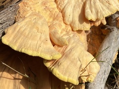 Laetiporus sulphureus