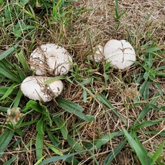 Agaricaceae