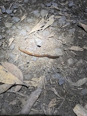 Australopacifica