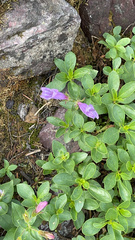 Penstemon ellipticus