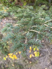 Picea engelmannii