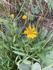 Coreopsis lanceolata