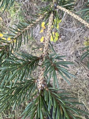 Picea engelmannii