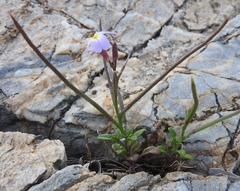 Malcolmia maritima