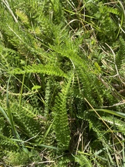 Achillea millefolium