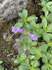 Penstemon ellipticus