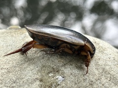 Dytiscus fasciventris