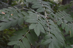 Sorbus scopulina