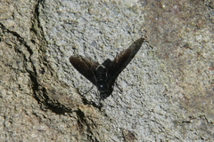 Anthrax aterrimus