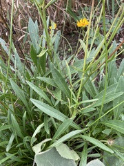 Coreopsis lanceolata
