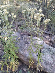 Pseudognaphalium canescens