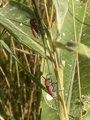 Tetraopes