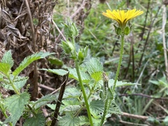 Helminthotheca echioides
