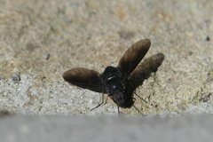 Anthrax aterrimus
