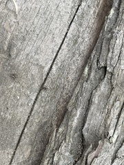 Liometopum occidentale