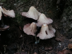 Coprinopsis romagnesiana