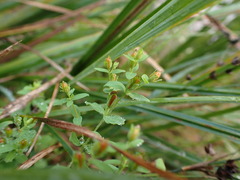Hypericum mutilum