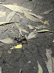 Penalva flavocalceata
